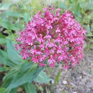 Photographie n°2361541 du taxon Centranthus ruber (L.) DC.