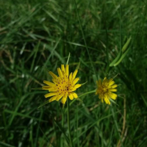 Photographie n°2361632 du taxon Tragopogon pratensis L. [1753]