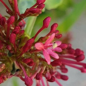 Photographie n°2361643 du taxon Centranthus ruber (L.) DC.