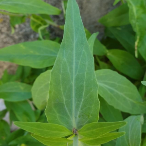 Photographie n°2361645 du taxon Centranthus ruber (L.) DC.