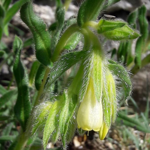 Photographie n°2361652 du taxon Onosma tricerosperma Lag. [1816]