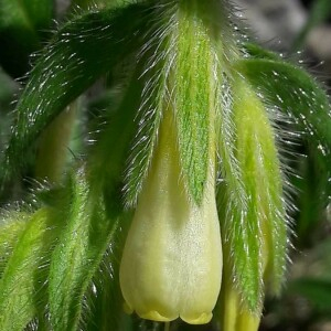  - Onosma tricerosperma Lag. [1816]