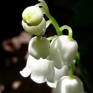 Photographie n°2361672 du taxon Convallaria majalis L.