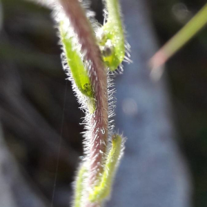 Photographie n°2361688 du taxon Arabis hirsuta (L.) Scop.