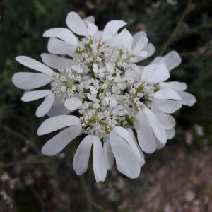 Photographie n°2361755 du taxon Orlaya grandiflora (L.) Hoffm. [1814]