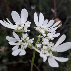 Photographie n°2361756 du taxon Orlaya grandiflora (L.) Hoffm. [1814]