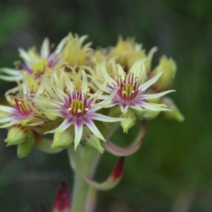  - Sempervivum grandiflorum Haw.