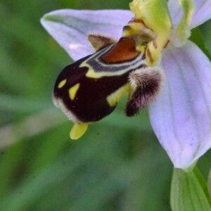 Photographie n°2361790 du taxon Ophrys apifera Huds. [1762]