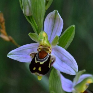 Photographie n°2361792 du taxon Ophrys apifera Huds. [1762]