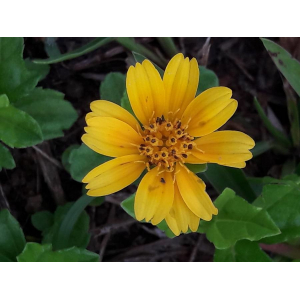 Sphagneticola trilobata (L.) Pruski