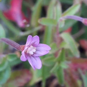 Photographie n°2361986 du taxon Epilobium anagallidifolium Lam. [1786]