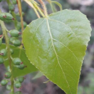 Photographie n°2362005 du taxon Populus nigra L. [1753]