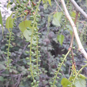 Photographie n°2362006 du taxon Populus nigra L. [1753]