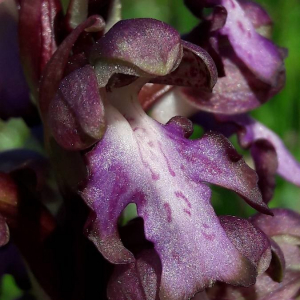 Photographie n°2362009 du taxon Himantoglossum robertianum (Loisel.) P.Delforge [1999]
