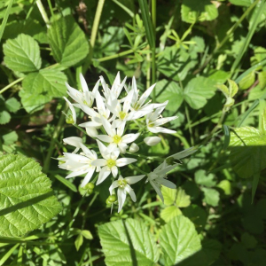 Photographie n°2362027 du taxon Allium ursinum L. [1753]