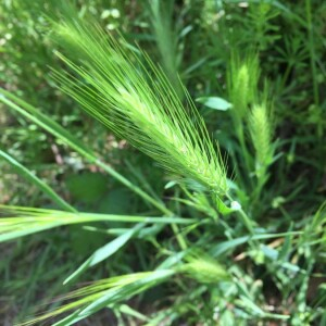 Photographie n°2362032 du taxon Hordeum murinum L. [1753]