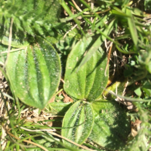 Photographie n°2362040 du taxon Plantago media L. [1753]