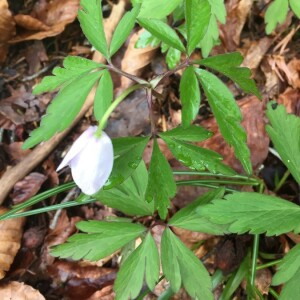 Photographie n°2362060 du taxon Anemone nemorosa L. [1753]