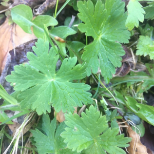 Photographie n°2362084 du taxon Geranium molle L. [1753]