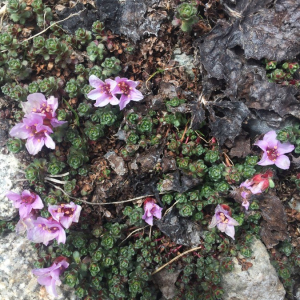 Photographie n°2362089 du taxon Saxifraga oppositifolia L. [1753]