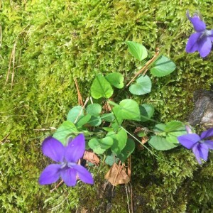Photographie n°2362104 du taxon Viola riviniana Rchb. [1823]