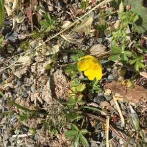 Photographie n°2362135 du taxon Ranunculus repens L. [1753]