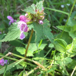 Photographie n°2362141 du taxon Lamium maculatum (L.) L. [1763]