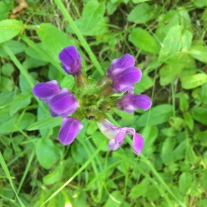 Photographie n°2362319 du taxon Prunella vulgaris L. [1753]