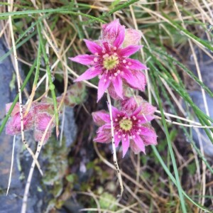 Photographie n°2362325 du taxon Sempervivum tectorum L. [1753]