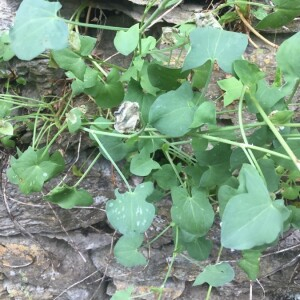 Photographie n°2362338 du taxon Rumex scutatus L. [1753]