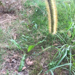 Photographie n°2362380 du taxon Setaria pumila (Poir.) Roem. & Schult. [1817]