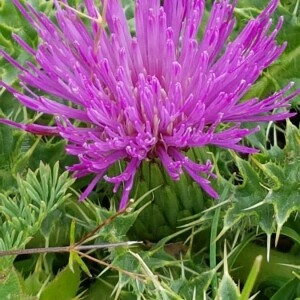 Photographie n°2362408 du taxon Cirsium acaulon (L.) Scop.