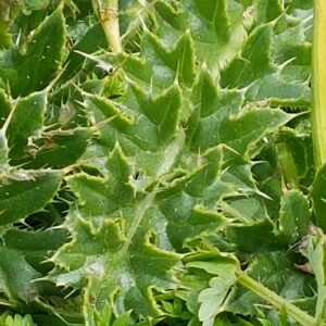 Photographie n°2362409 du taxon Cirsium acaulon (L.) Scop.