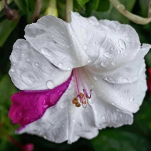 Photographie n°2362493 du taxon Mirabilis jalapa L. [1753]