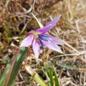 Photographie n°2362579 du taxon Erythronium dens-canis L.