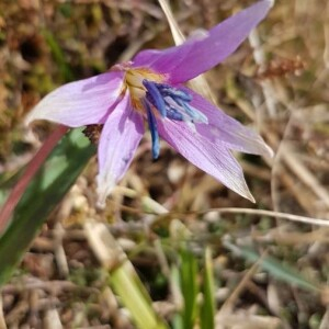 Photographie n°2362580 du taxon Erythronium dens-canis L.