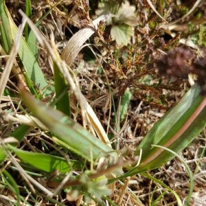 Photographie n°2362581 du taxon Erythronium dens-canis L.