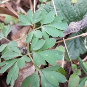 Photographie n°2362589 du taxon Corydalis solida (L.) Clairv.