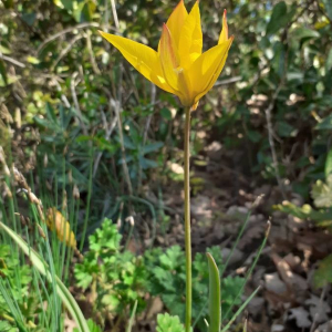 Photographie n°2362893 du taxon Tulipa sylvestris subsp. australis (Link) Pamp.