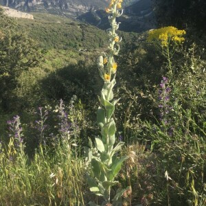 Photographie n°2363179 du taxon Verbascum thapsus L. [1753]