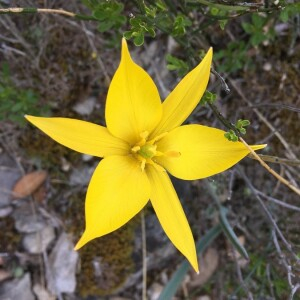 Photographie n°2363185 du taxon Tulipa sylvestris L.