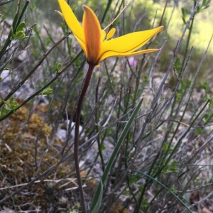 Photographie n°2363186 du taxon Tulipa sylvestris L.