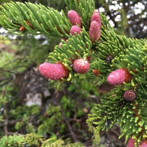 Photographie n°2363213 du taxon Picea abies (L.) H.Karst. [1881]