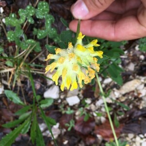 Photographie n°2363214 du taxon Anthyllis vulneraria L. [1753]
