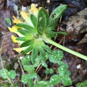 Photographie n°2363215 du taxon Anthyllis vulneraria L. [1753]