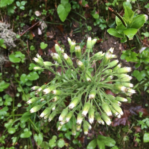 Photographie n°2363216 du taxon Petasites albus (L.) Gaertn. [1791]