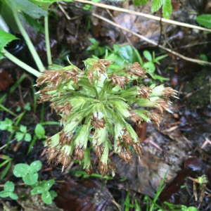 Photographie n°2363217 du taxon Petasites albus (L.) Gaertn. [1791]