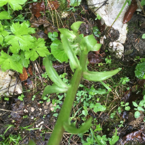 Photographie n°2363218 du taxon Petasites albus (L.) Gaertn. [1791]