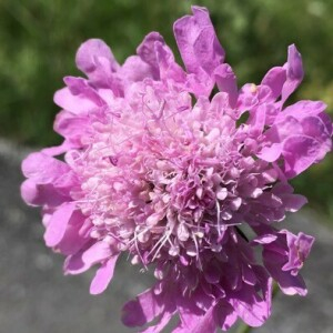 Photographie n°2363239 du taxon Knautia arvensis (L.) Coult. [1828]