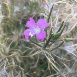 Photographie n°2363243 du taxon Epilobium hirsutum L. [1753]